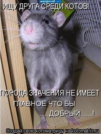 ИЩУ ДРУГА СРЕДИ КОТОВ! ПОРОДА ЗНАЧЕНИЯ НЕ ИМЕЕТ ! ГЛАВНОЕ ЧТО БЫ .....ДОБРЫЙ......!... Котоматрица: ИЩУ ДРУГА СРЕДИ КОТОВ! ПОРОДА ЗНАЧЕНИЯ НЕ ИМЕЕТ ! ГЛАВНОЕ ЧТО БЫ .....ДОБРЫЙ......!