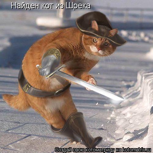 Найден кот из Шрека... Котоматрица: Найден кот из Шрека