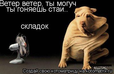 Ветер ветер, ты могуч ты гоняешь стаи.. складок... Котоматрица: Ветер ветер, ты могуч ты гоняешь стаи.. складок