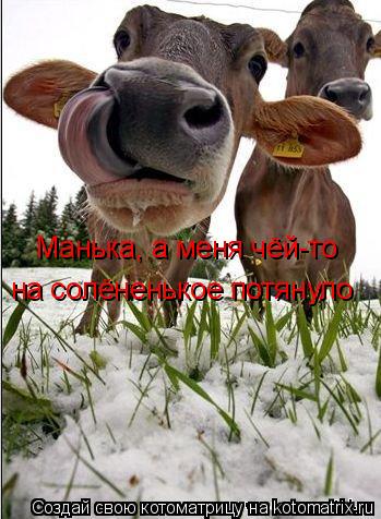 Манька, а меня чёй-то на солёненькое потянуло... Котоматрица: Манька, а меня чёй-то на солёненькое потянуло
