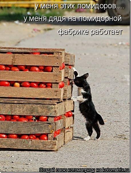у меня этих помидоров.... у меня дядя на помидорной фабрике работает... Котоматрица: у меня этих помидоров.... у меня дядя на помидорной фабрике работает