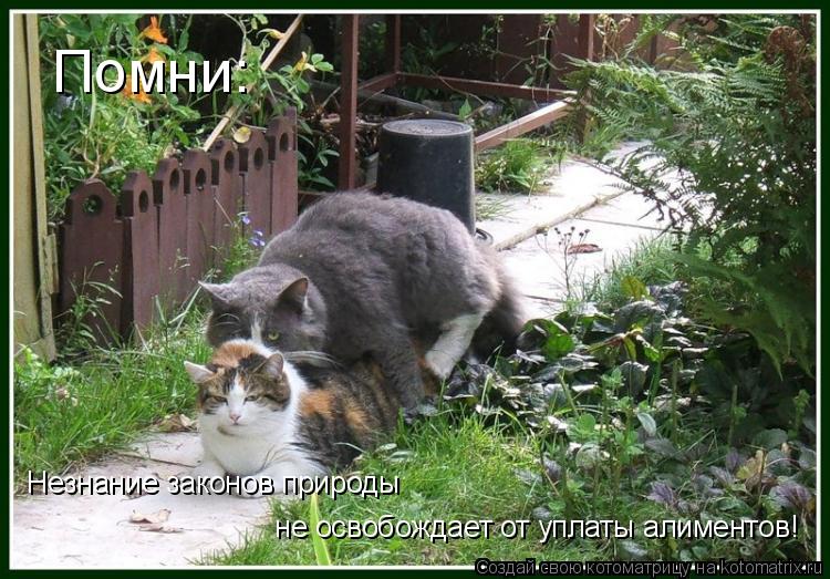 Помни: Незнание законов природы не освобождает от уплаты алиментов!... Котоматрица: Помни: Незнание законов природы не освобождает от уплаты алиментов!