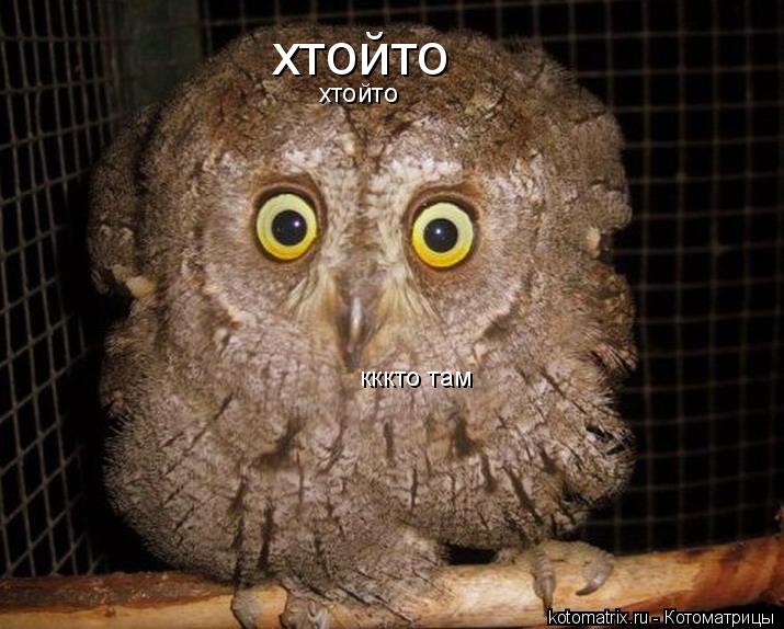 хтойто хтойто кккто там... Котоматрица: хтойто хтойто кккто там
