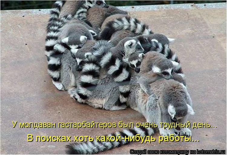 У молдаван гастарбайтеров был очень трудный день... В поисках хоть какой-нибудь работы...... Котоматрица: У молдаван гастарбайтеров был очень трудный день... В поисках хоть какой-нибудь работы...