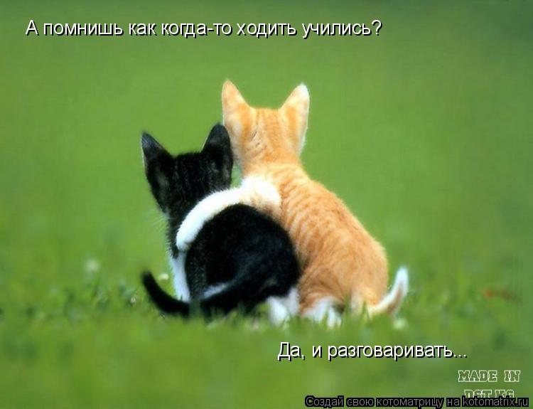 А помнишь как когда-то ходить учились? Да, и разговаривать...... Котоматрица: А помнишь как когда-то ходить учились? Да, и разговаривать...