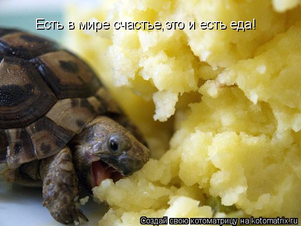 Есть в мире счастье,это и есть еда!... Котоматрица: Есть в мире счастье,это и есть еда!