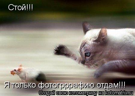 Стой!!! Я только фотогрррафию отдам!!!... Котоматрица: Стой!!! Я только фотогрррафию отдам!!!