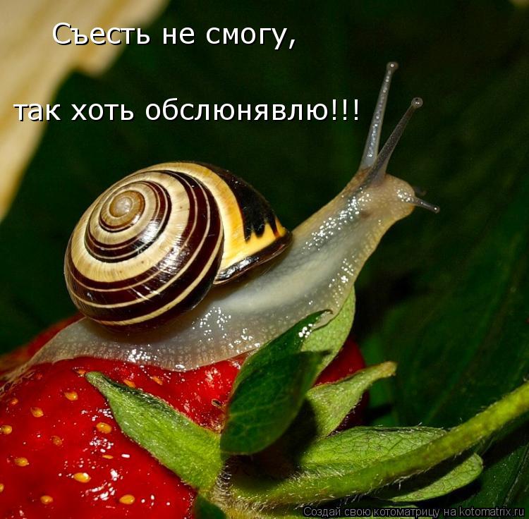 Съесть не смогу, так хоть обслюнявлю!!!... Котоматрица: Съесть не смогу, так хоть обслюнявлю!!!