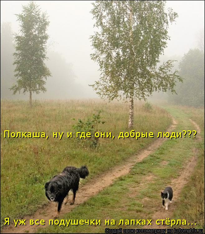 Котоматрица: Полкаша, ну и где они, добрые люди??? Я уж все подушечки на лапках стёрла...
