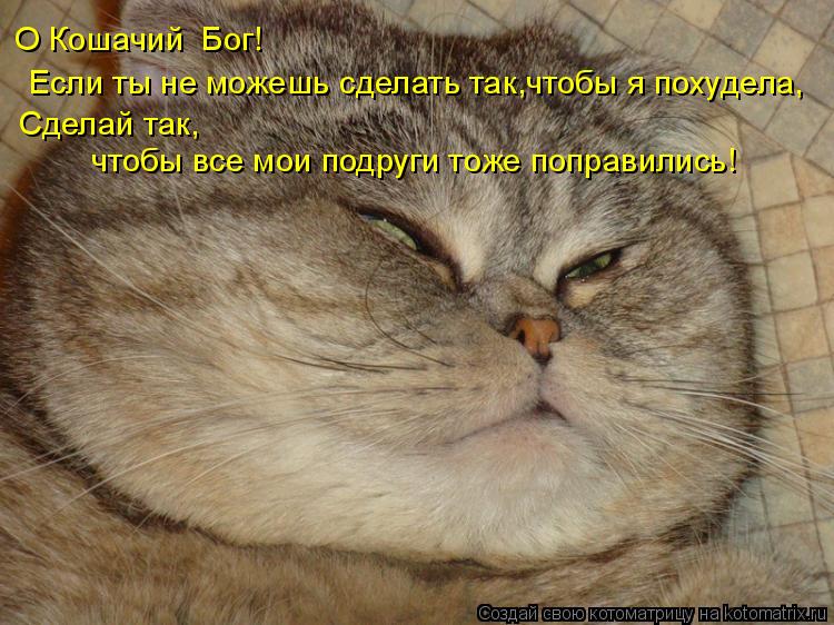 Если ты не можешь сделать так, чтобы я похудела, Сделай так, чтобы все мои подруги тоже поправились! ... Котоматрица: Если ты не можешь сделать так, чтобы я похудела, Сделай так, чтобы все мои подруги тоже поправились! О Кошачий Бог!