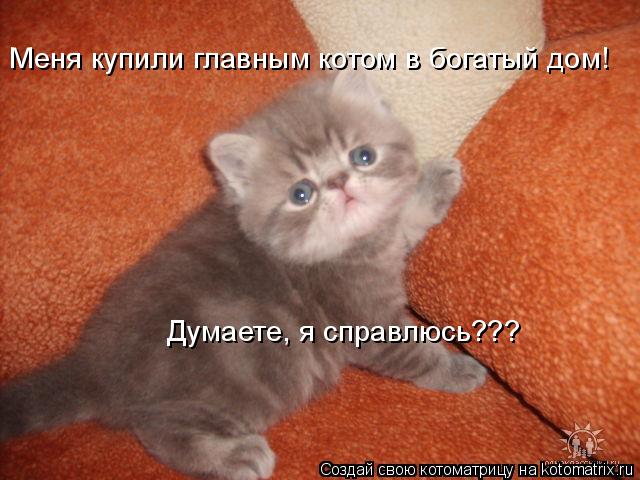 Котоматрица: Меня купили главным котом в богатый дом! Думаете, я справлюсь???