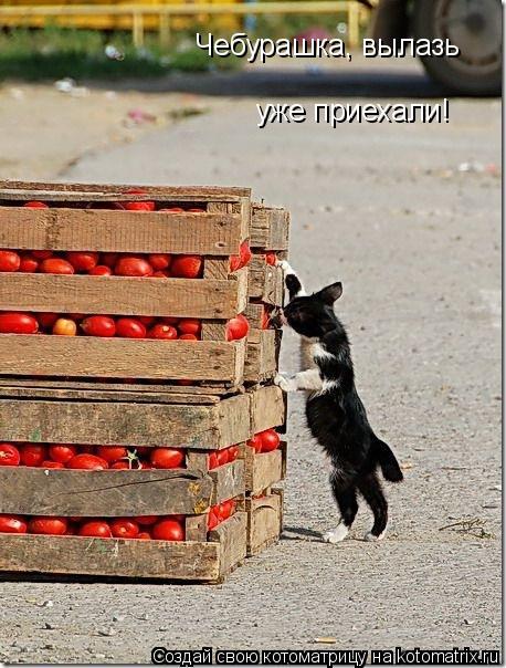 Чебурашка, вылазь уже приехали!... Котоматрица: Чебурашка, вылазь уже приехали!