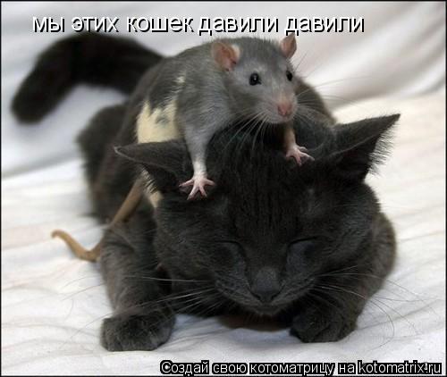 мы этих кошек давили давили... Котоматрица: мы этих кошек давили давили