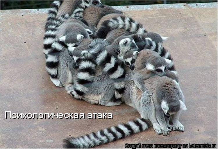 Психологическая атака... Котоматрица: Психологическая атака
