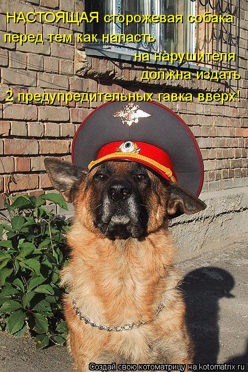 НАСТОЯЩАЯ сторожевая собака перед тем как напасть на нарушителя должна издать 2 предупредительны... Котоматрица: НАСТОЯЩАЯ сторожевая собака перед тем как напасть на нарушителя должна издать 2 предупредительных гавка вверх!