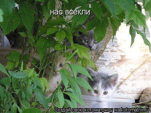 нас всекли... Котоматрица: нас всекли
