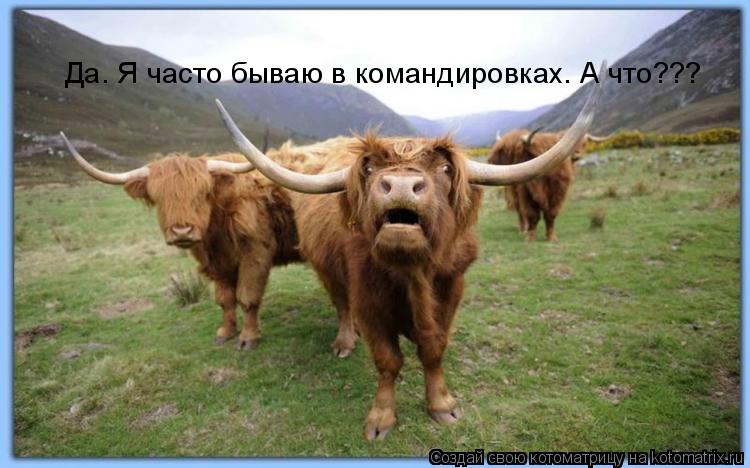 Да. Я часто бываю в командировках. А что???... Котоматрица: Да. Я часто бываю в командировках. А что???