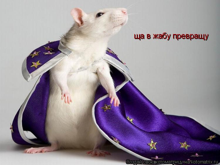 ща в жабу превращу ща в жабу превращу... Котоматрица: ща в жабу превращу ща в жабу превращу