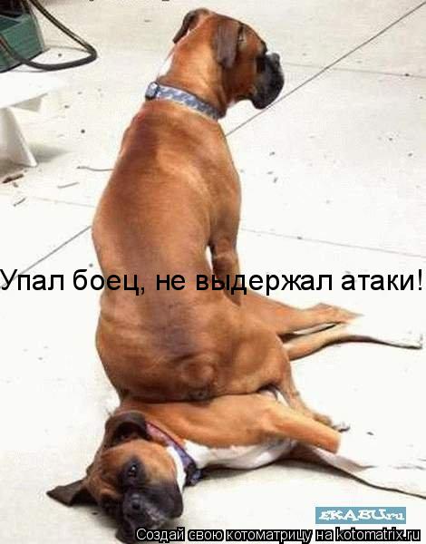 Упал боец, не выдержал атаки!... Котоматрица: Упал боец, не выдержал атаки!