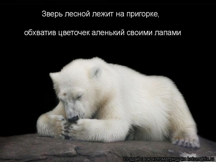 Зверь лесной лежит на пригорке, обхватив цветочек аленький своими лапами... Котоматрица: Зверь лесной лежит на пригорке, обхватив цветочек аленький своими лапами