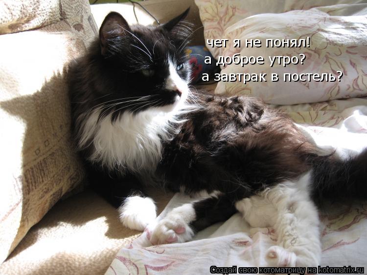 чет я не понял! а доброе утро? а завтрак в постель?... Котоматрица: чет я не понял! а доброе утро? а завтрак в постель?