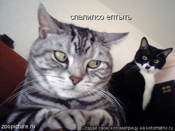 спалилсо ептыть... Котоматрица: спалилсо ептыть