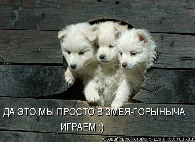 ДА ЭТО МЫ ПРОСТО В ЗМЕЯ-ГОРЫНЫЧА ИГРАЕМ :)... Котоматрица: ДА ЭТО МЫ ПРОСТО В ЗМЕЯ-ГОРЫНЫЧА ИГРАЕМ :)
