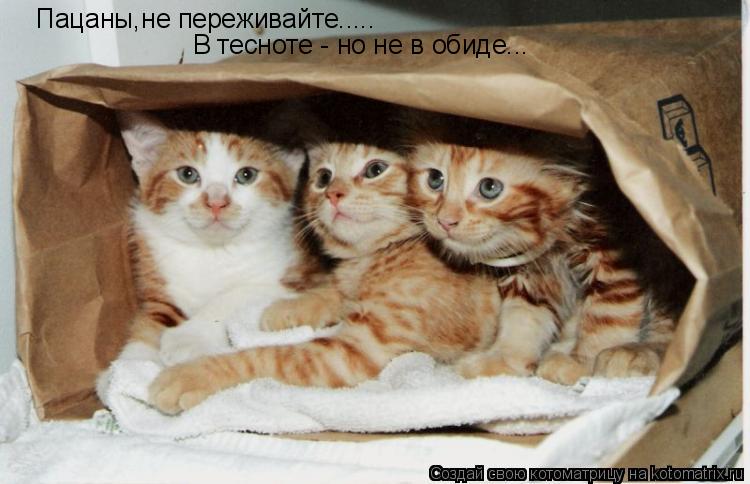 Пацаны,не переживайте..... В тесноте - но не в обиде...... Котоматрица: Пацаны,не переживайте..... В тесноте - но не в обиде...