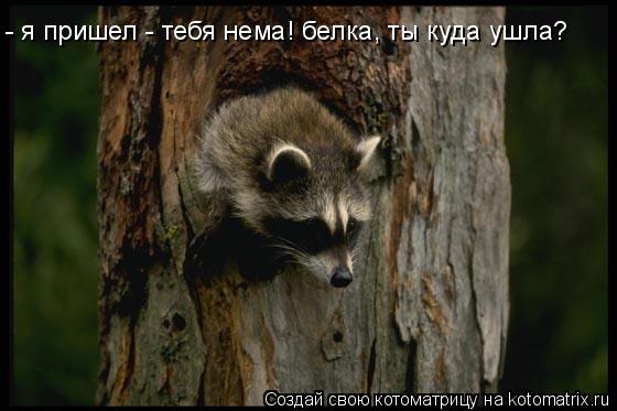 - я пришел - тебя нема! белка, ты куда ушла?... Котоматрица: - я пришел - тебя нема! белка, ты куда ушла?