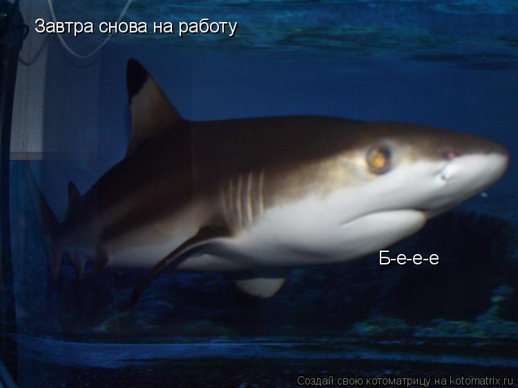 Завтра снова на работу Завтра снова на работу Б-е-е-е Б-е-е-е... Котоматрица: Завтра снова на работу Завтра снова на работу Б-е-е-е Б-е-е-е