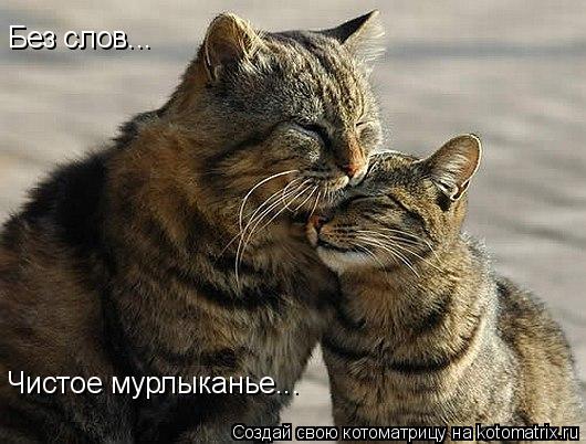 Без слов... Чистое мурлыканье...... Котоматрица: Без слов... Чистое мурлыканье...