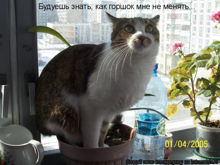 Будуешь знать, как горшок мне не менять...... Котоматрица: Будуешь знать, как горшок мне не менять...