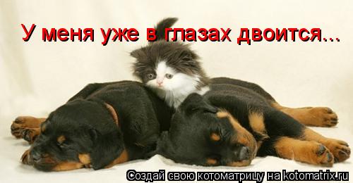 У меня уже в глазах двоится...... Котоматрица: У меня уже в глазах двоится...