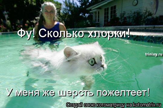 Фу! Сколько хлорки! У меня же шерсть пожелтеет!... Котоматрица: Фу! Сколько хлорки! У меня же шерсть пожелтеет!