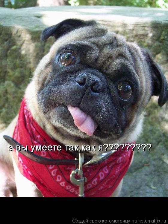 а вы умеете так,как я?????????... Котоматрица: а вы умеете так,как я?????????