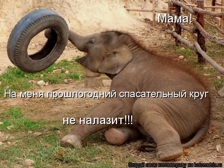 Мама! На меня прошлогодний спасательный круг не налазит!!!... Котоматрица: Мама! На меня прошлогодний спасательный круг не налазит!!!