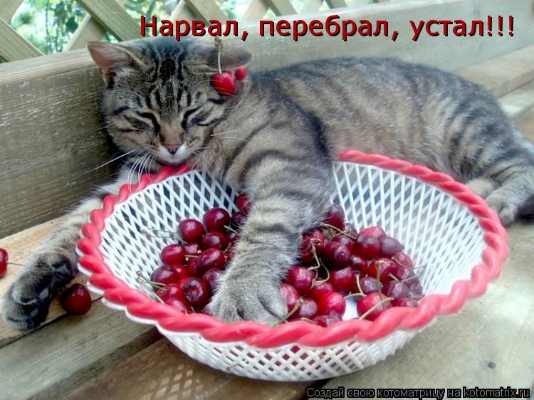 Нарвал, перебрал, устал!!!... Котоматрица: Нарвал, перебрал, устал!!!
