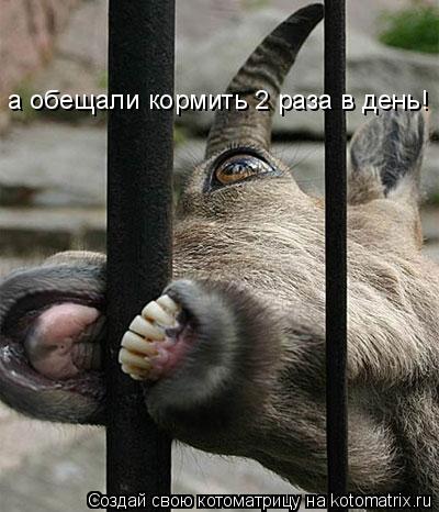 а обещали кормить 2 раза в день!... Котоматрица: а обещали кормить 2 раза в день!