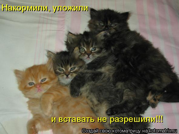 Накормили, уложили и вставать не разрешили!!!... Котоматрица: Накормили, уложили и вставать не разрешили!!!
