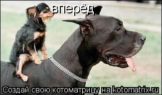 вперёд... Котоматрица: вперёд