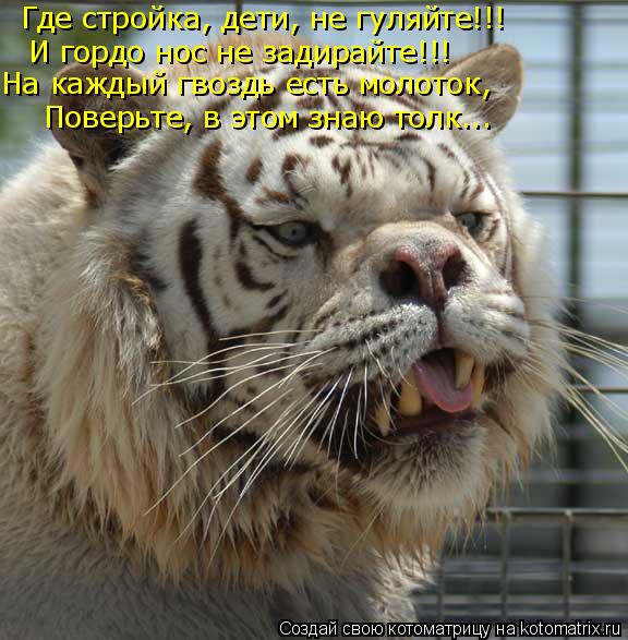 Где стройка, дети, не гуляйте!!! И гордо нос не задирайте!!! На каждый гвоздь есть молоток, Поверьте,... Котоматрица: Где стройка, дети, не гуляйте!!! И гордо нос не задирайте!!! На каждый гвоздь есть молоток, Поверьте, в этом знаю толк...