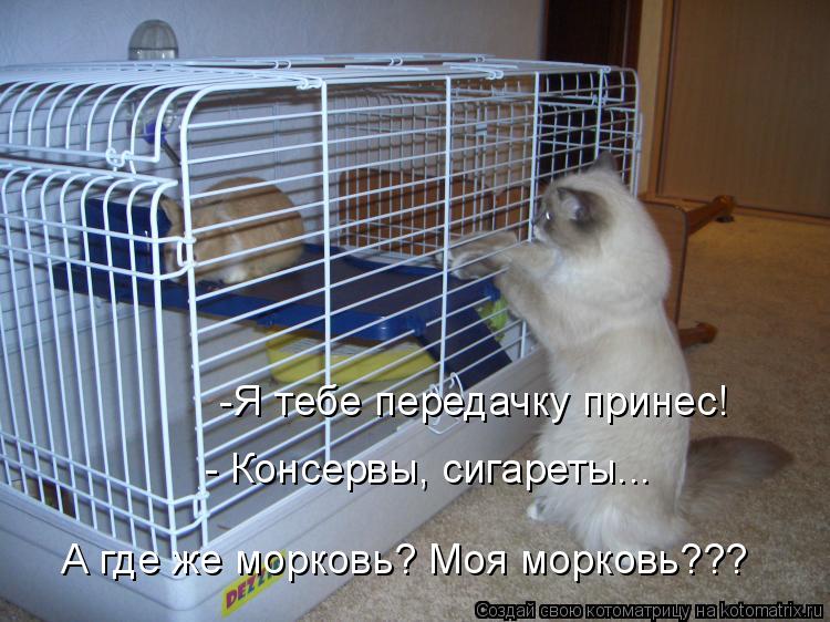-Я тебе передачку принес! - Консервы, сигареты... А где же морковь? Моя морковь???... Котоматрица: -Я тебе передачку принес! - Консервы, сигареты... А где же морковь? Моя морковь???
