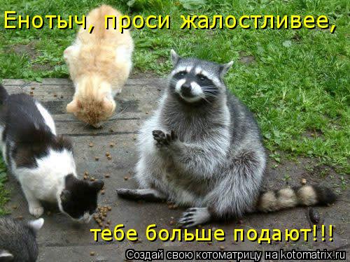 тебе больше подают!!! Енотыч, проси жалостливее,... Котоматрица: тебе больше подают!!! Енотыч, проси жалостливее,