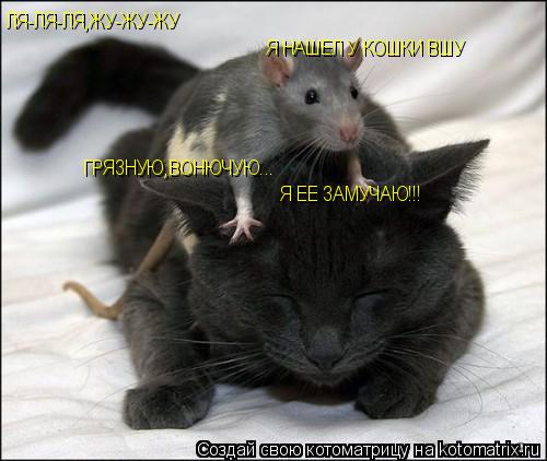 ЛЯ-ЛЯ-ЛЯ,ЖУ-ЖУ-ЖУ Я НАШЕЛ У КОШКИ ВШУ ГРЯЗНУЮ,ВОНЮЧУЮ... Я ЕЕ ЗАМУЧАЮ!!!... Котоматрица: ЛЯ-ЛЯ-ЛЯ,ЖУ-ЖУ-ЖУ Я НАШЕЛ У КОШКИ ВШУ ГРЯЗНУЮ,ВОНЮЧУЮ... Я ЕЕ ЗАМУЧАЮ!!!
