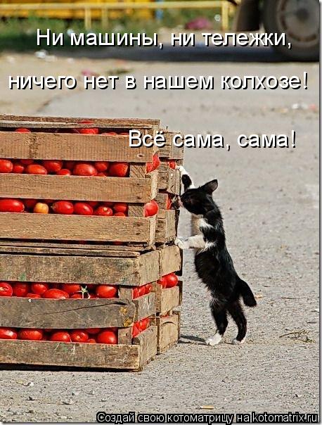 Ни машины, ни тележки, ничего нет в нашем колхозе! Всё сама, сама!... Котоматрица: Ни машины, ни тележки, ничего нет в нашем колхозе! Всё сама, сама!