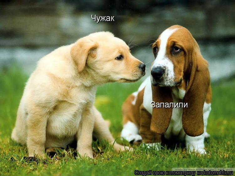 Чужак Запалили... Котоматрица: Чужак Запалили