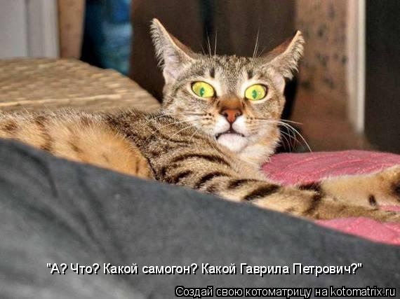 "А? Что? Какой самогон? Какой Гаврила Петрович?"... Котоматрица: "А? Что? Какой самогон? Какой Гаврила Петрович?"