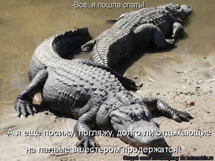 -Всё, я пошла спать! -А я еще посижу, погляжу, долго ли отдыхающие на пальме вшестером продержатся!... Котоматрица: -Всё, я пошла спать! -А я еще посижу, погляжу, долго ли отдыхающие на пальме вшестером продержатся!