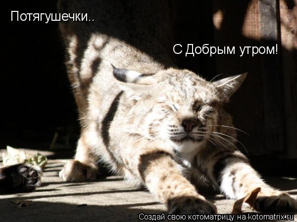 Котоматрица: Потягушечки.. С Добрым утром!