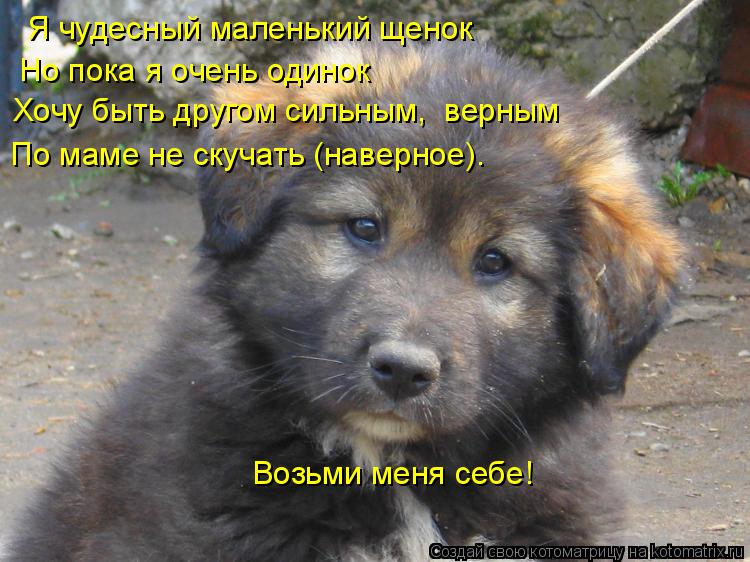 Я чудесный маленький щенок Но пока я очень одинок Хочу быть другом сильным, верным По маме не скучат... Котоматрица: Я чудесный маленький щенок Но пока я очень одинок Хочу быть другом сильным, верным По маме не скучать (наверное)… Возьми меня себе!